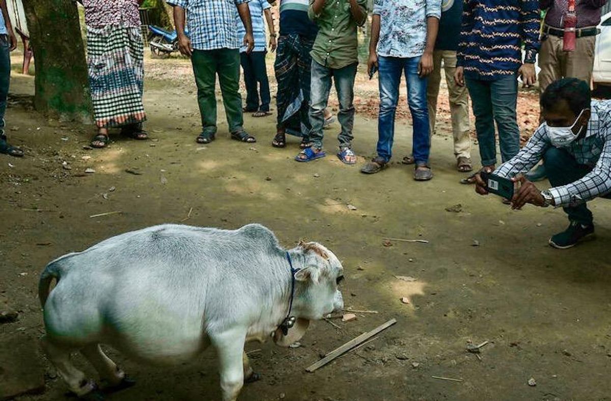 Thousands flock to see dwarf cow in Bangladesh
