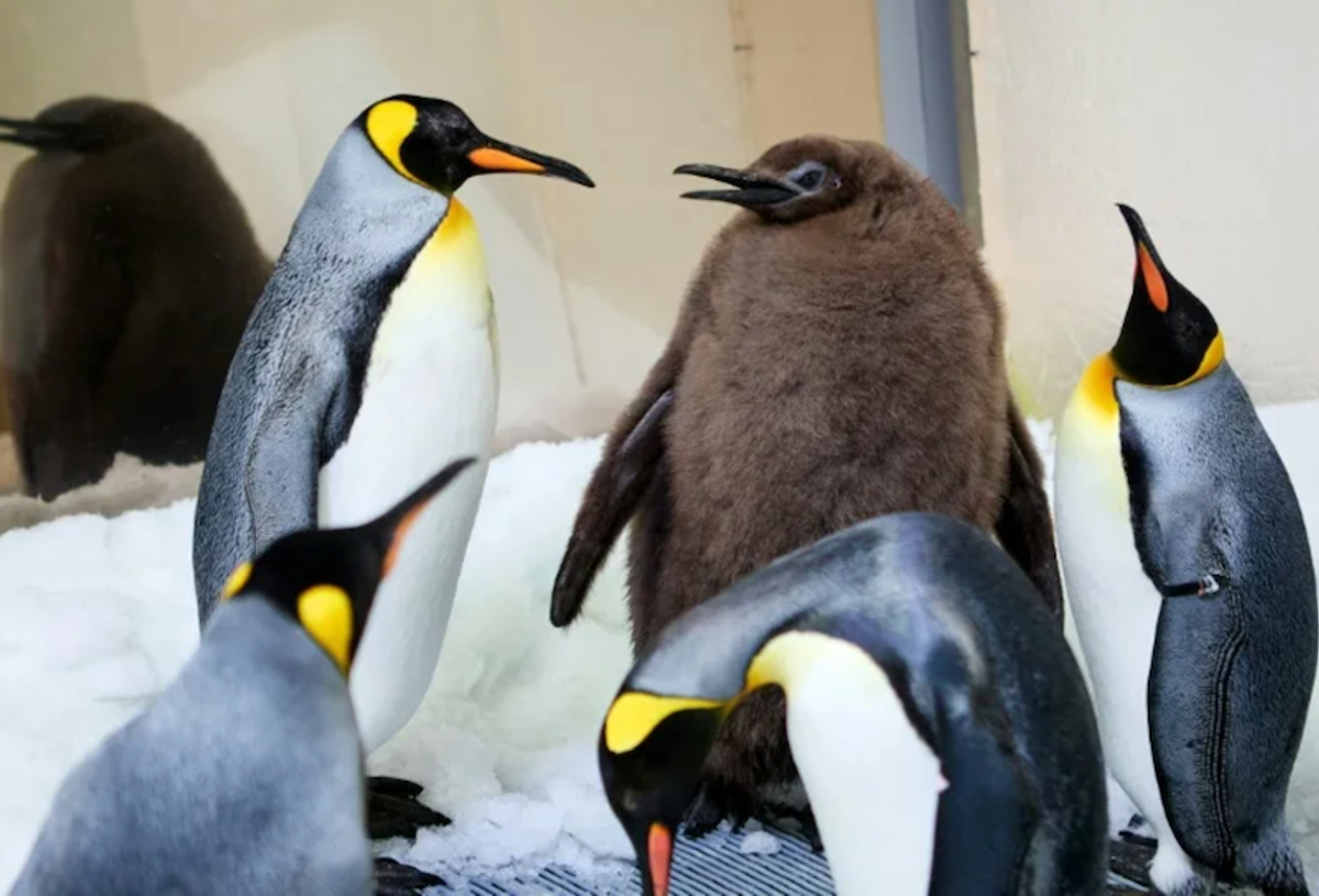 Hefty Australian penguin chick 'Pesto' becomes star