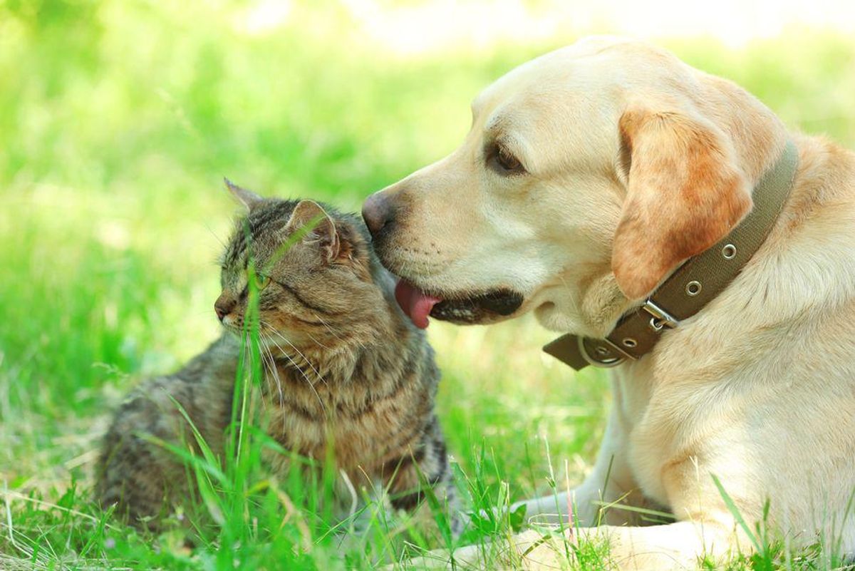 US startup aims to transform pet food with lab-made chow