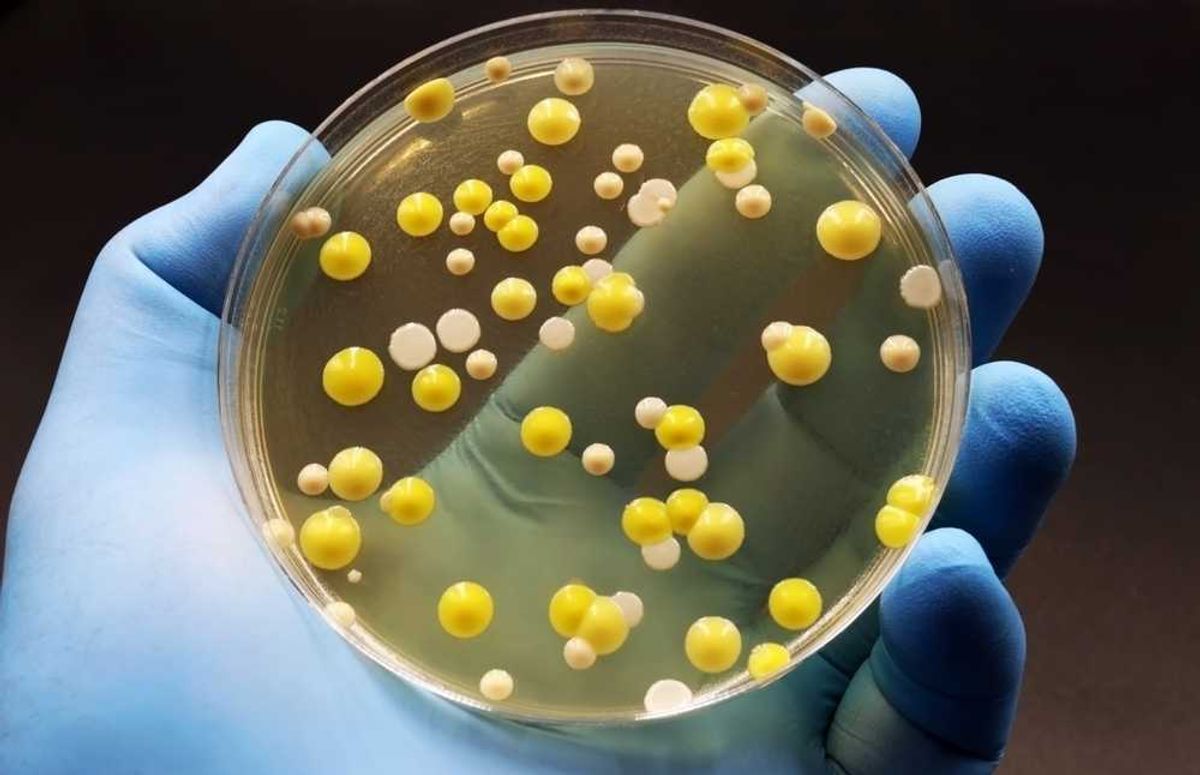 Scientists warn climate-driven droughts may be worsening spread of superbugs