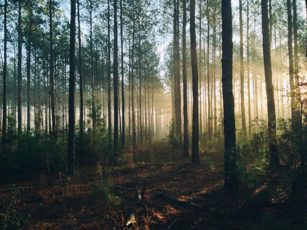 Here's how the far right is trying to seize control of the environmentalist movement