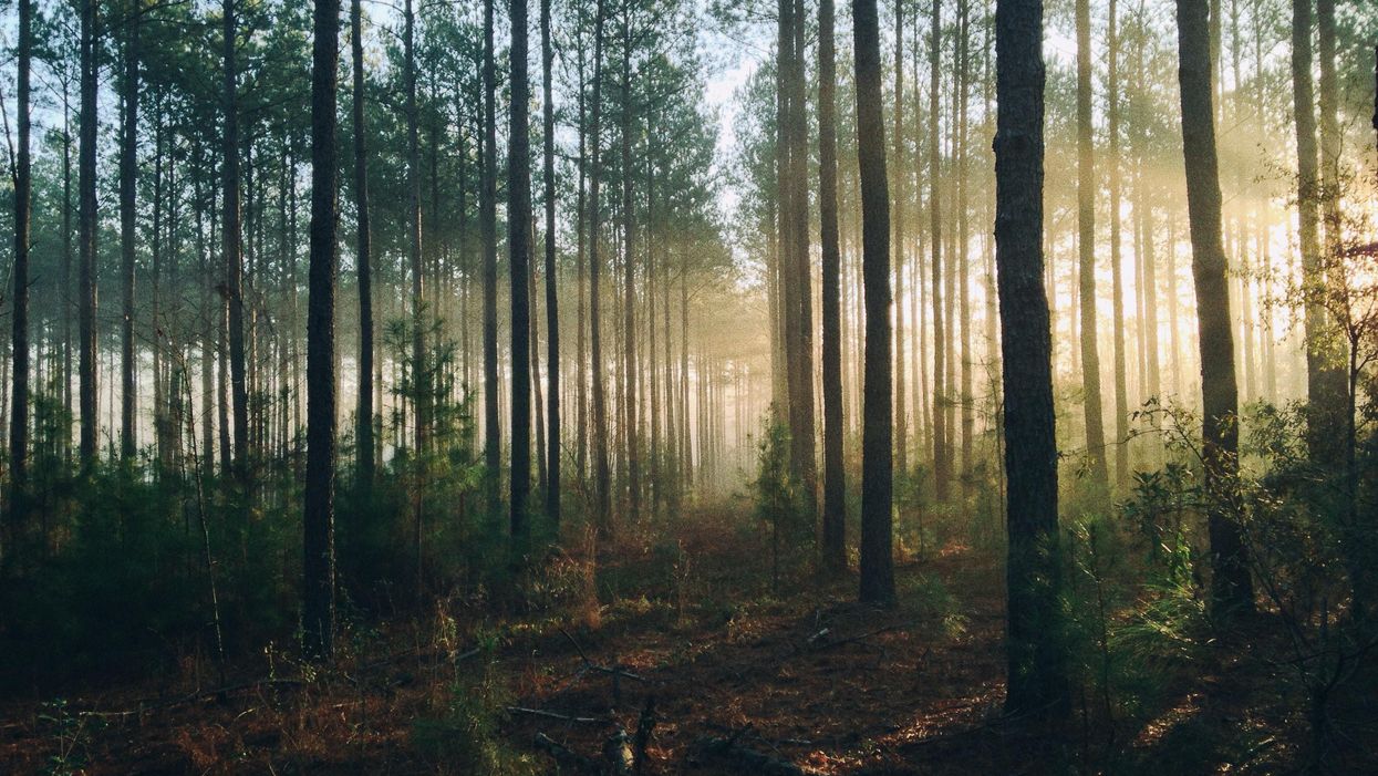 Here's how the far right is trying to seize control of the environmentalist movement