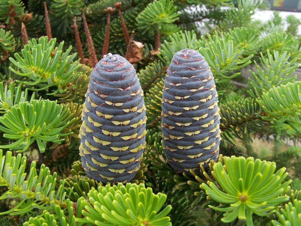 Pine Cones