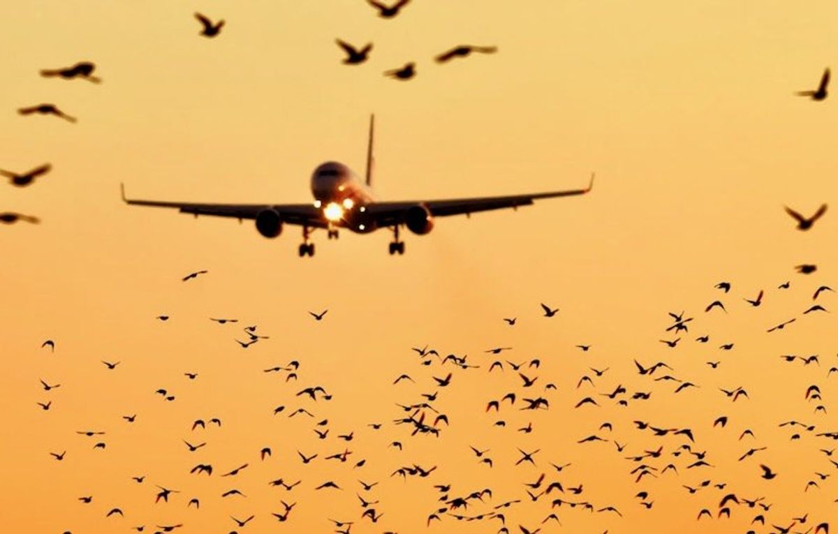 Bird strike: what happens when a plane collides with a bird?
