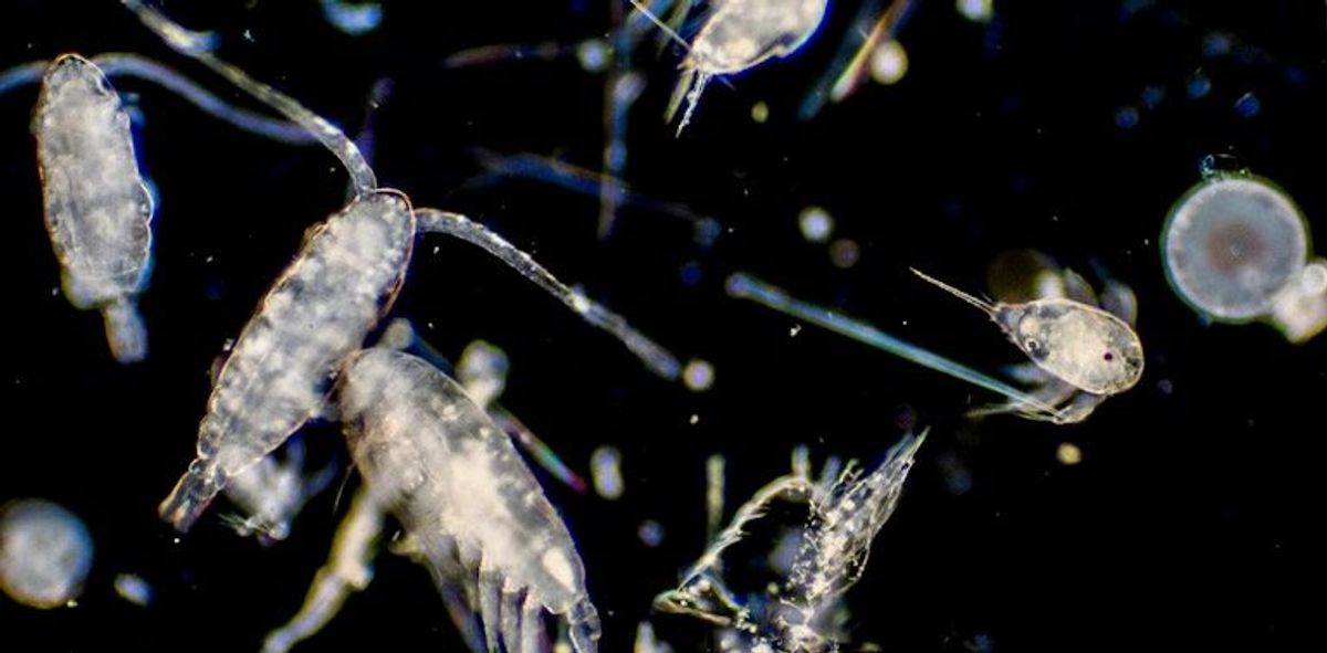 Small but mighty, plankton are some of the most powerful creatures on Earth