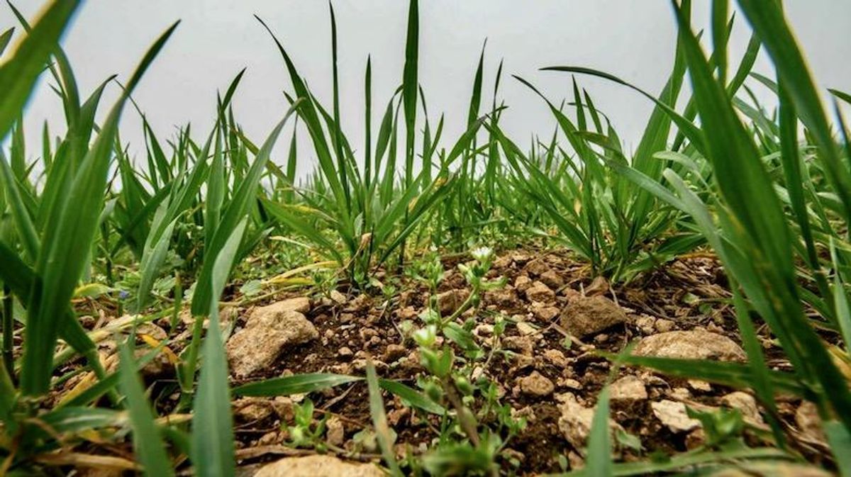 The scientists helping farmers kick the chemical habit