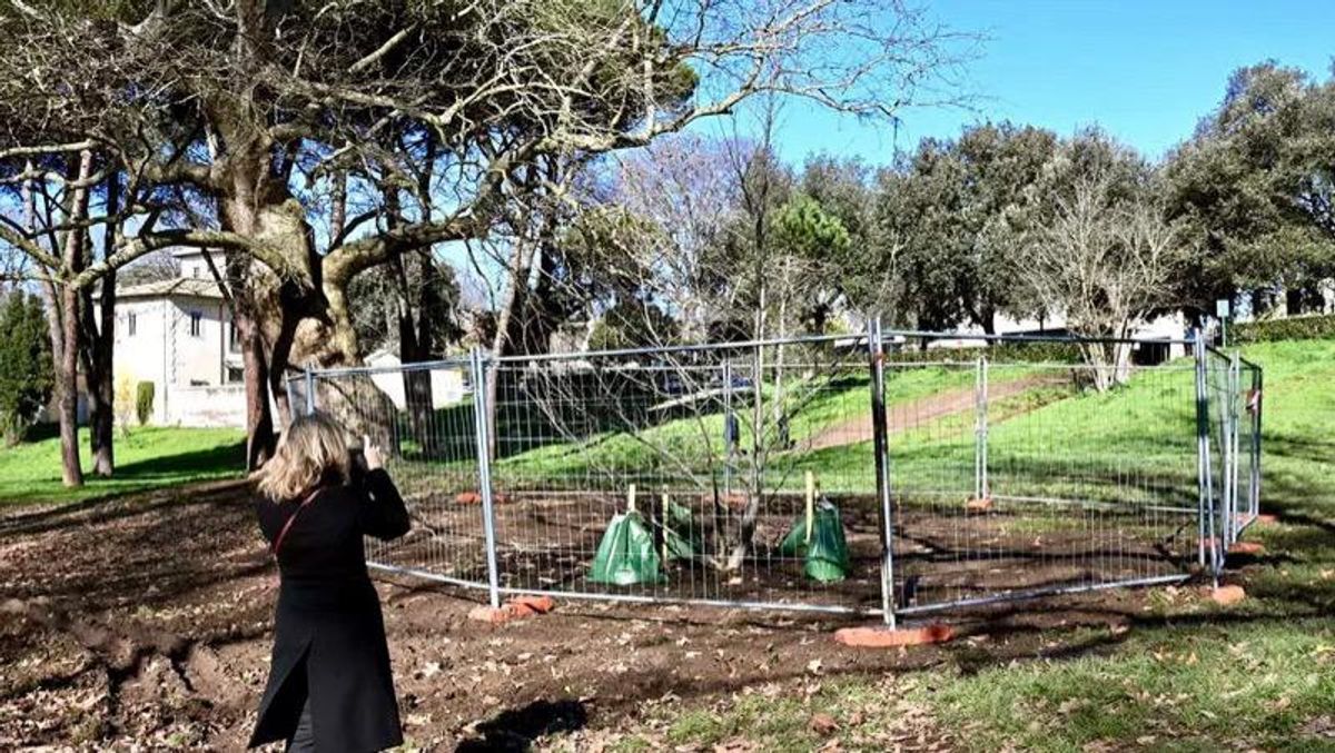Rome's Villa Borghese welcomes clone of 17th-century tree