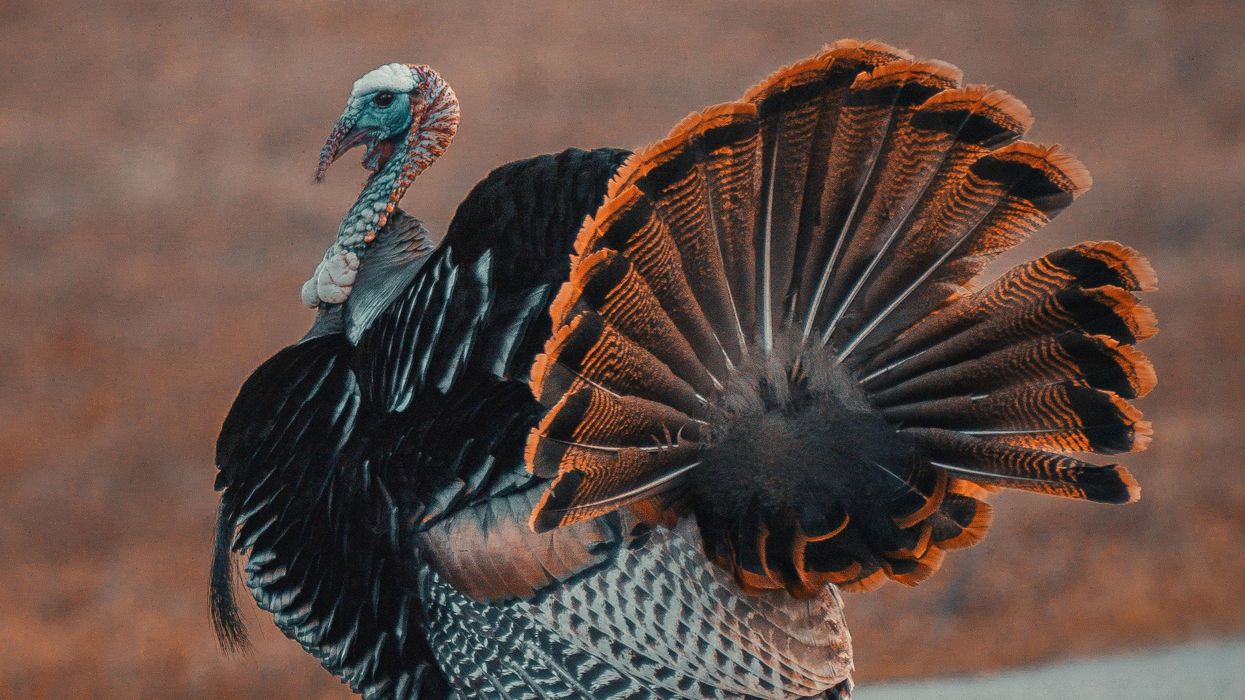 You're throwing away the most flavorful part of the turkey —  but your butcher isn't