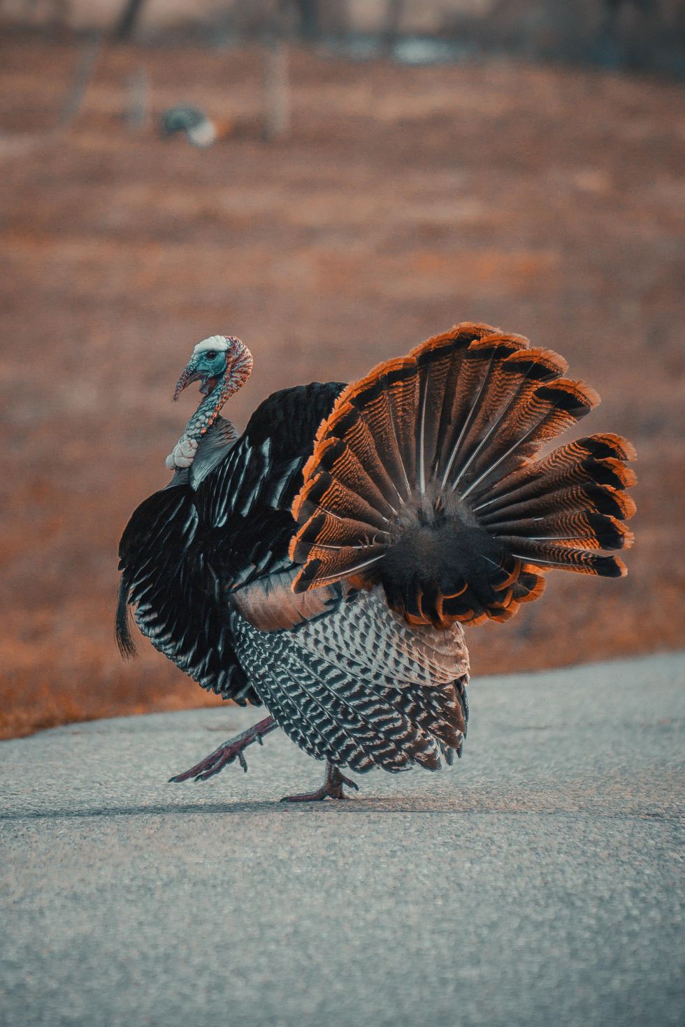 You're throwing away the most flavorful part of the turkey — but your butcher isn't