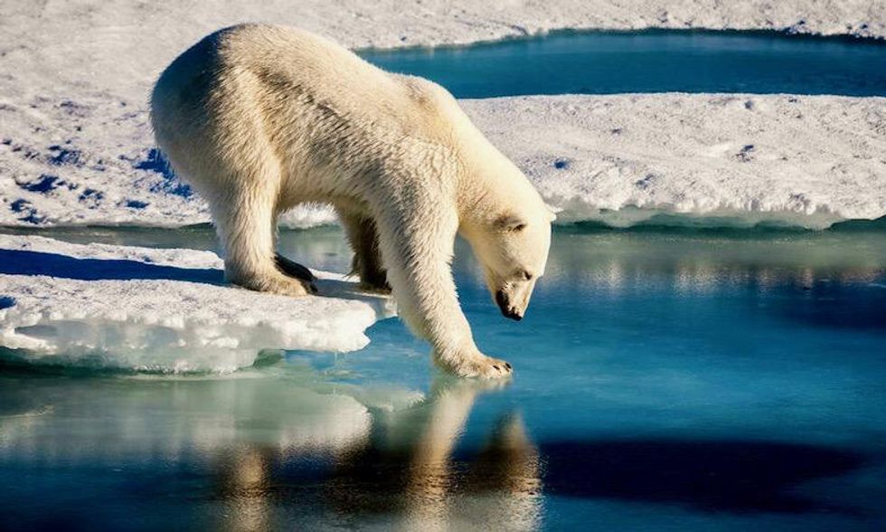 'Problematic' Greenland polar bear may be shot