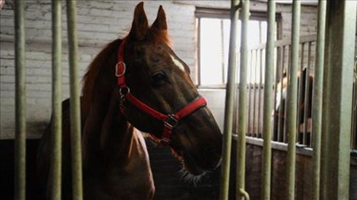 'Quit taking horse pills!' CNN reporter exasperated by conservatives' latest miracle COVID treatment