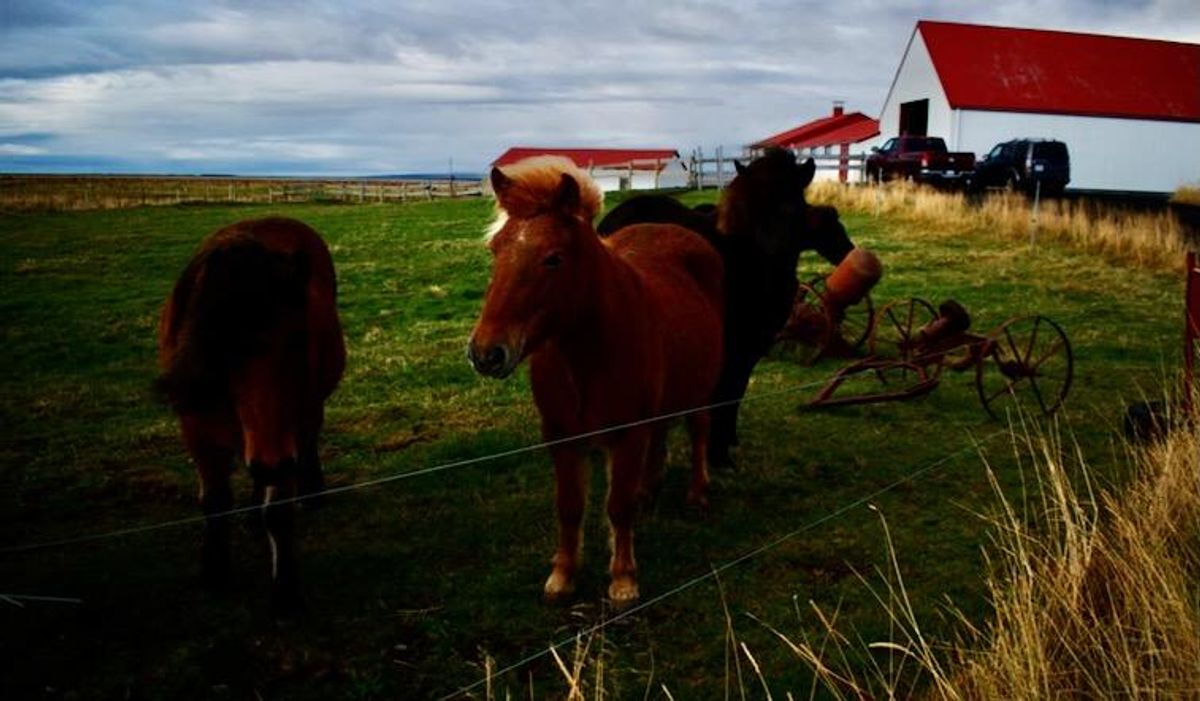 Activists see red over Iceland's blood mares