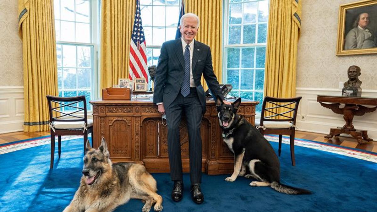 Biden's dog shunned from White House for biting Secret Service agents 24 times: report