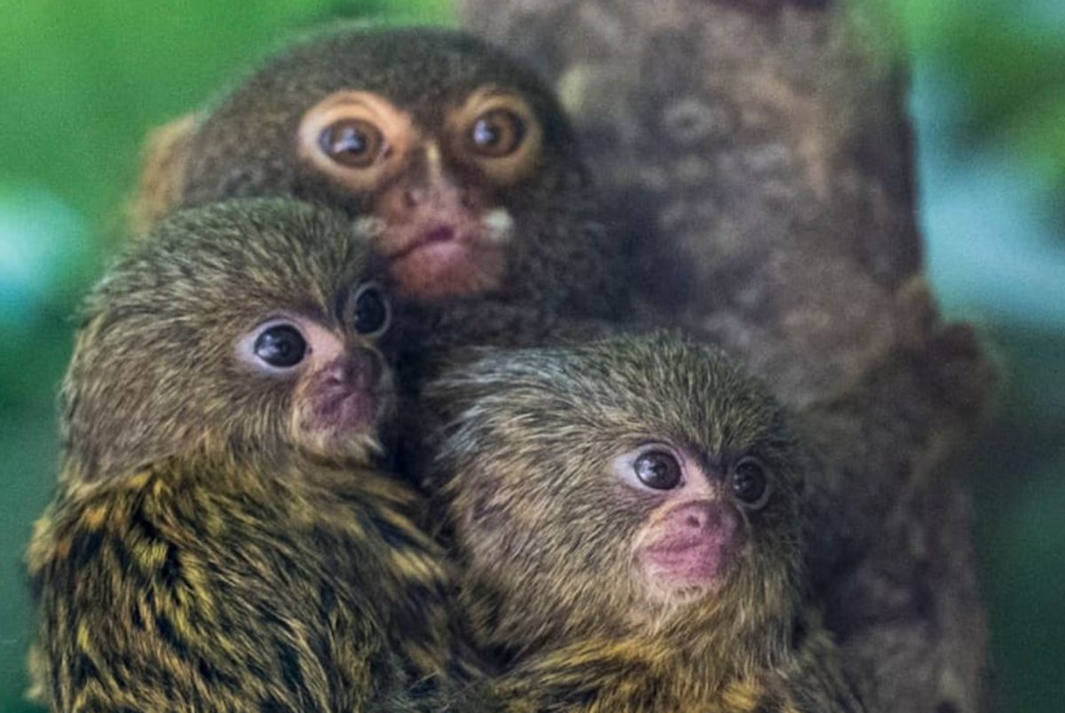 Monkey monikers: Like humans, marmosets give each other names