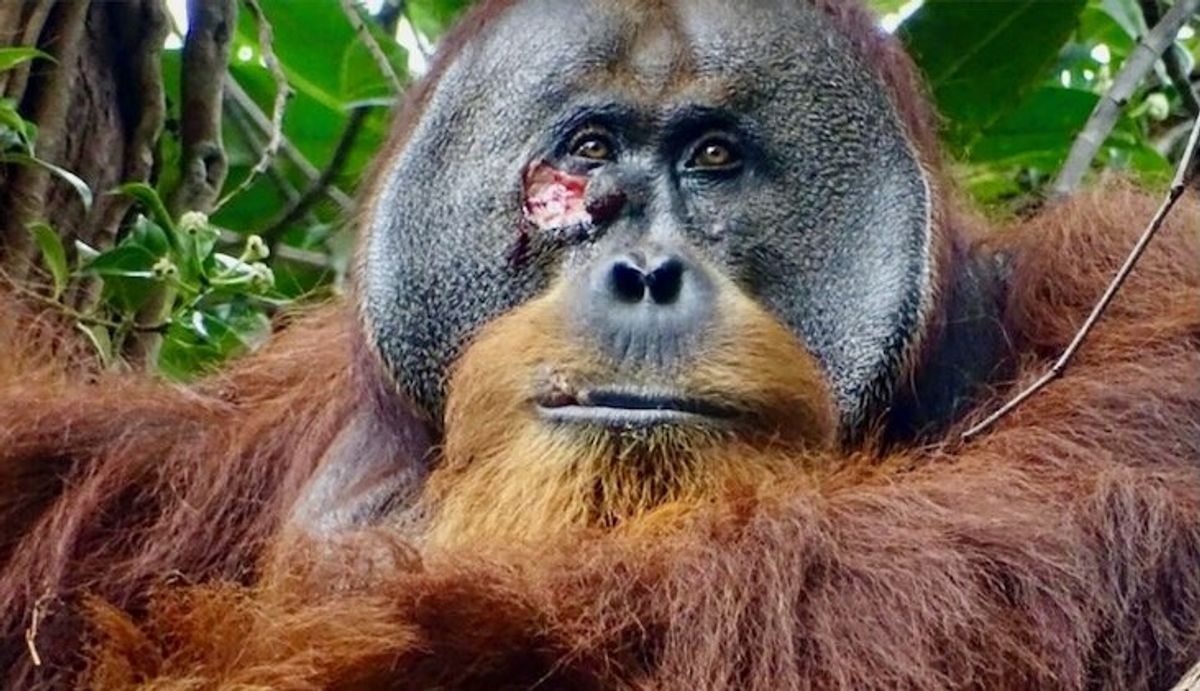 Self-care: Orangutan seen apparently treating wound