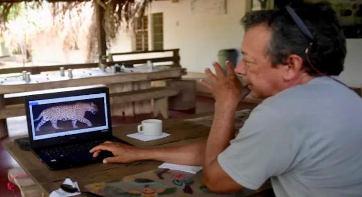 In Colombia, cattle farmer declares truce with jaguar