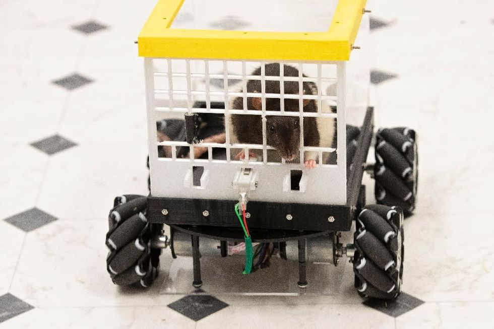 Scientists are putting rats in cars to learn more about human mental health
