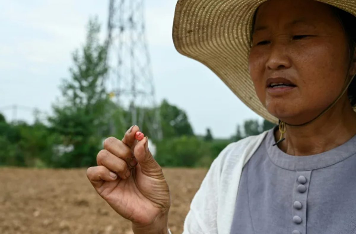 Central China farmers face crop failures in 'withering' drought