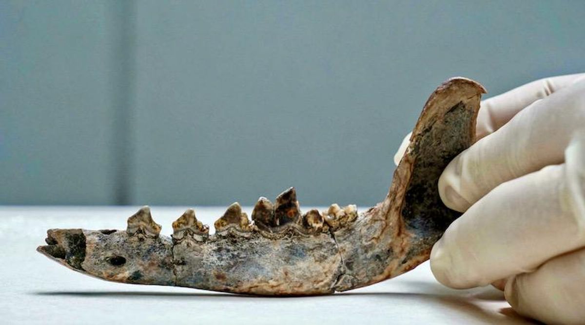 Researchers say fossil shows humans, dogs lived in Central America in