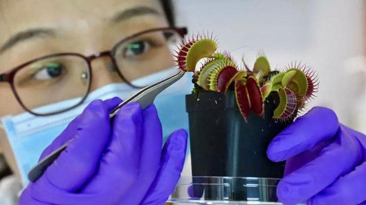 Rise of the 'robo-plants', as scientists fuse nature with tech
