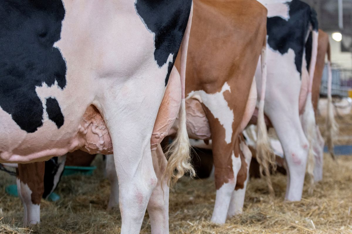 Dairy farmer's lawsuit claims Trump is discriminating against whites