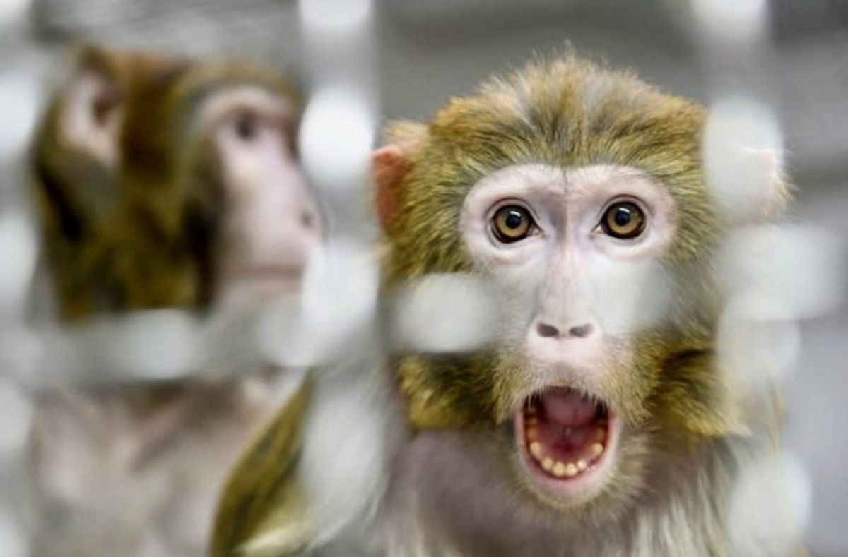 U.S. town on alert after 43 monkeys escape research facility
