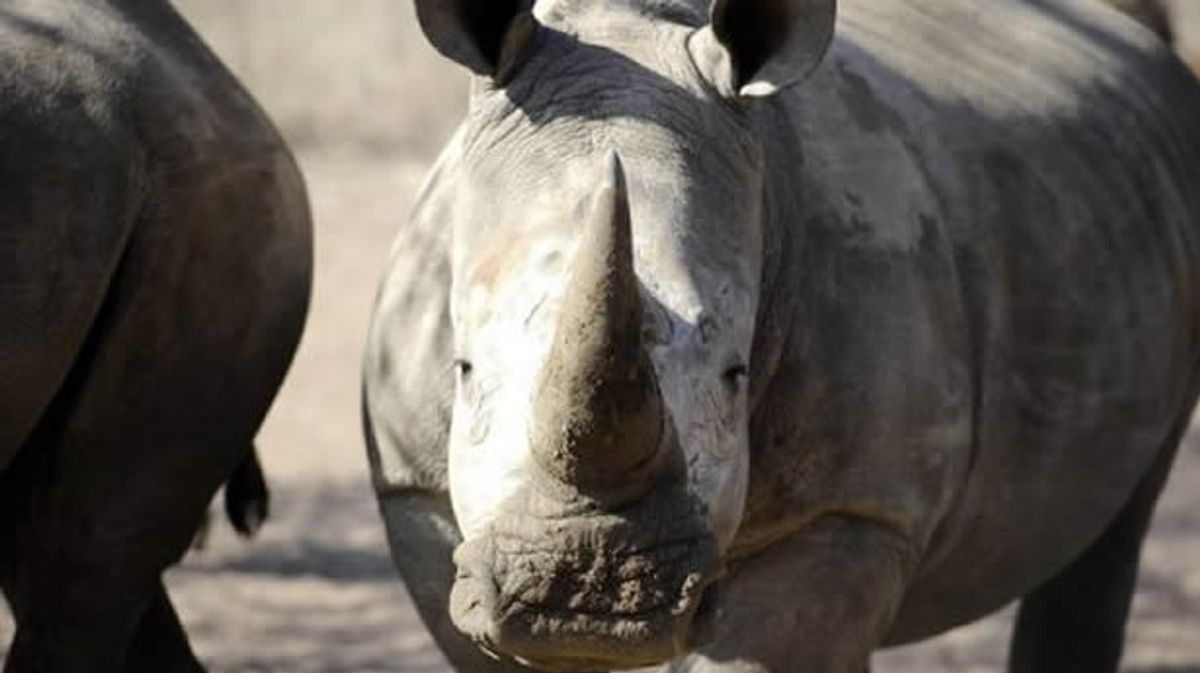 Nearly 500 rhinos killed as poaching increases in South Africa