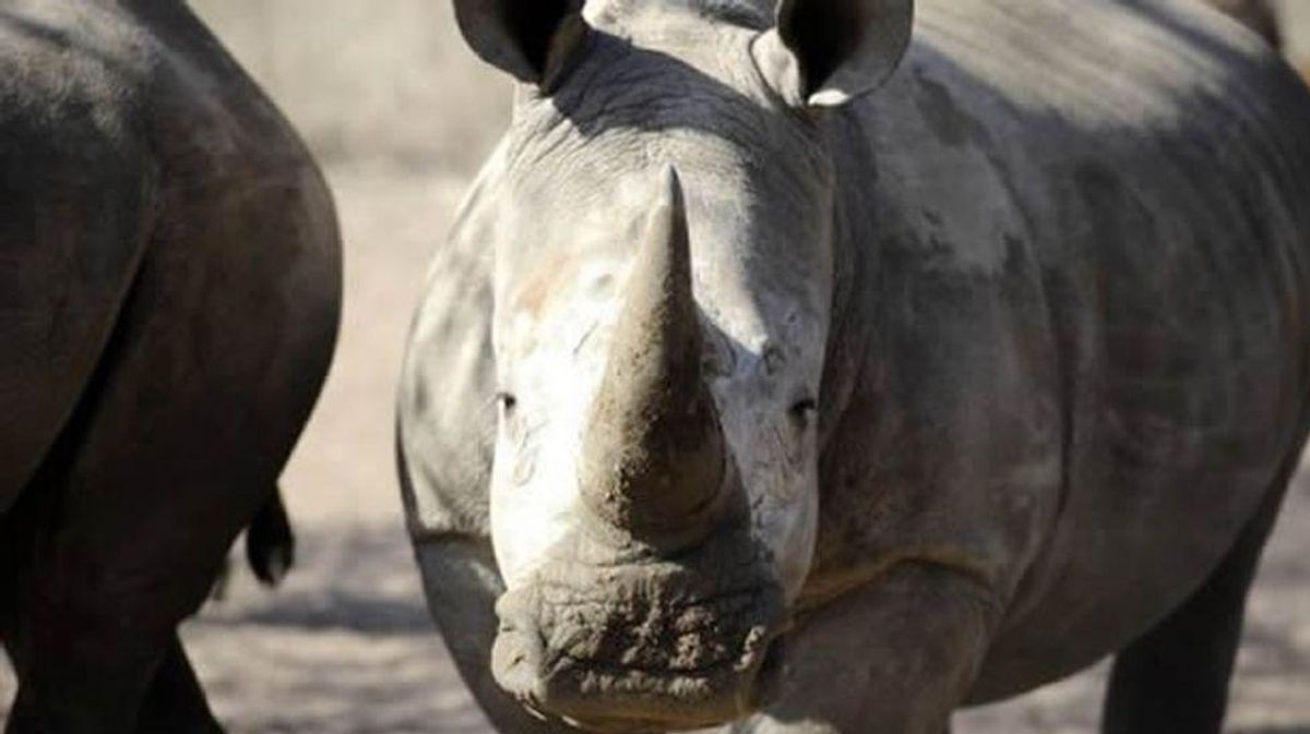 Irish gang on trial in France for alleged rhino horn smuggling