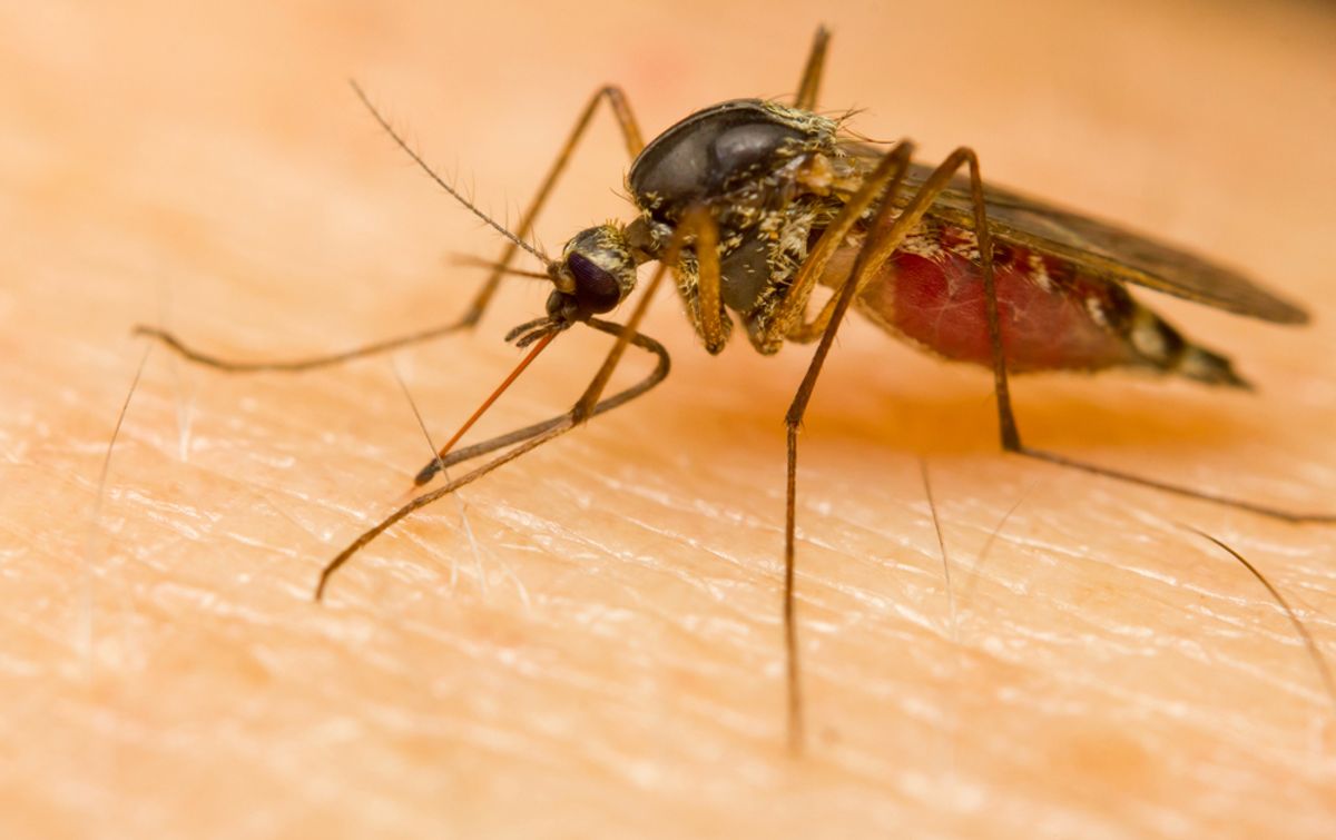 'Downright idiots': California Republican blasts fellow GOP officials for elevation of 'weaponized bug' conspiracist