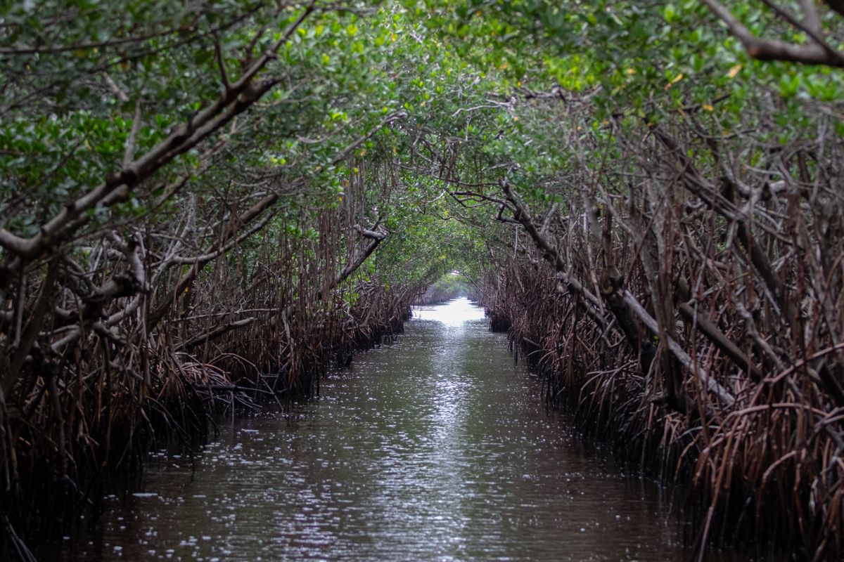 Asian swamp eels spread in the Everglades. ‘Potentially the worst species we’ve had yet’