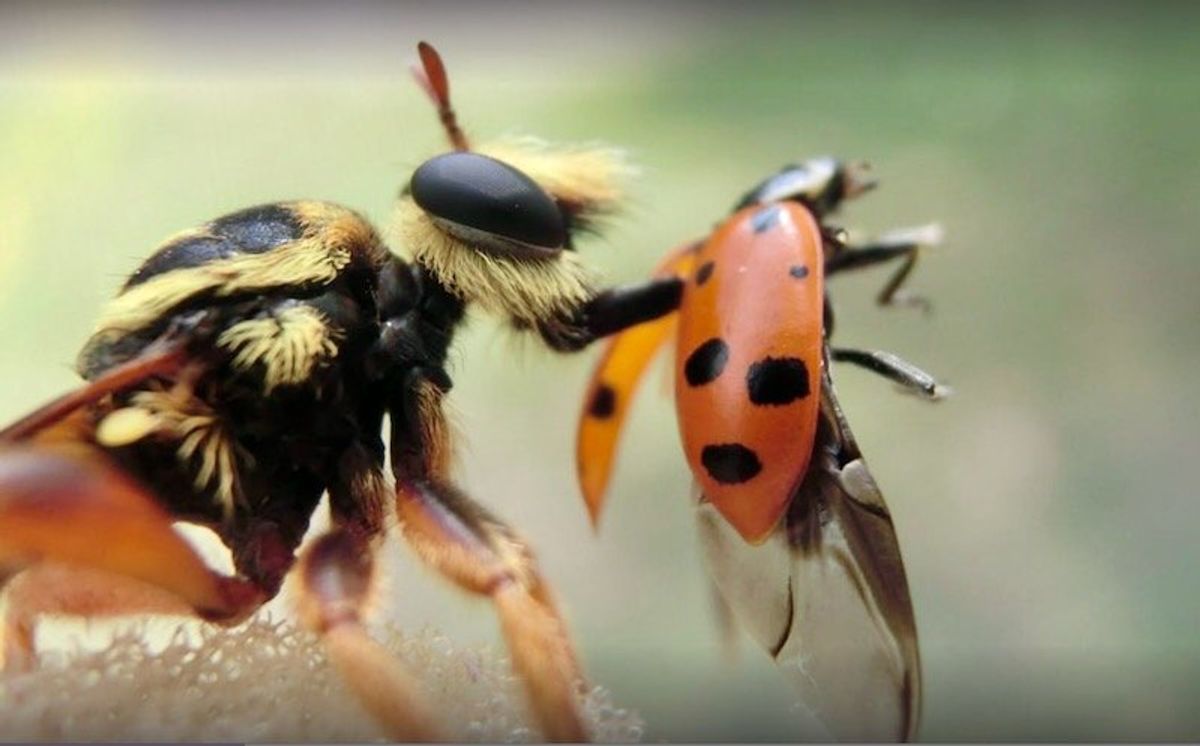 Robber flies track their beetle prey using tiny microbursts of movement
