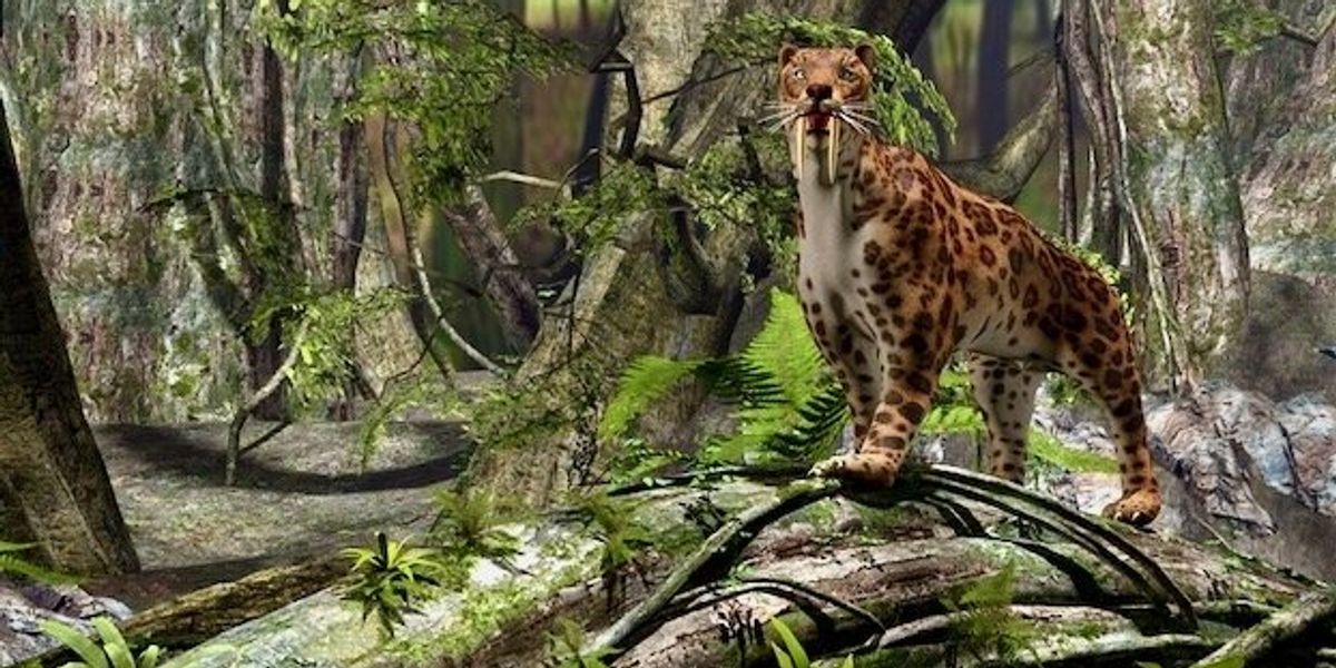 Sabertooth Dear New research reveals why saber-toothed predators evolved their deadly ...