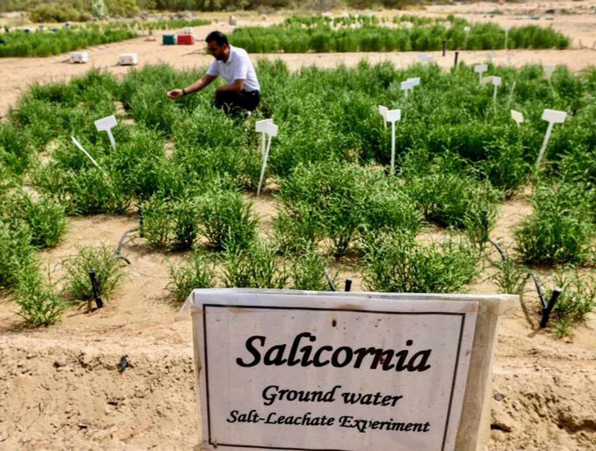 Desert-grown superfood puts 'healthy' burgers on UAE menus