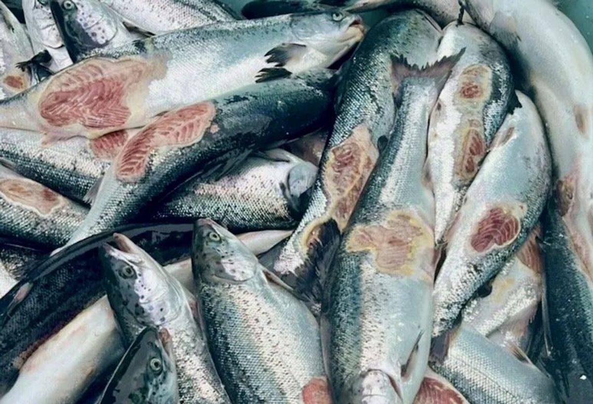 Dying salmon trouble Norway's vast fish-farm industry