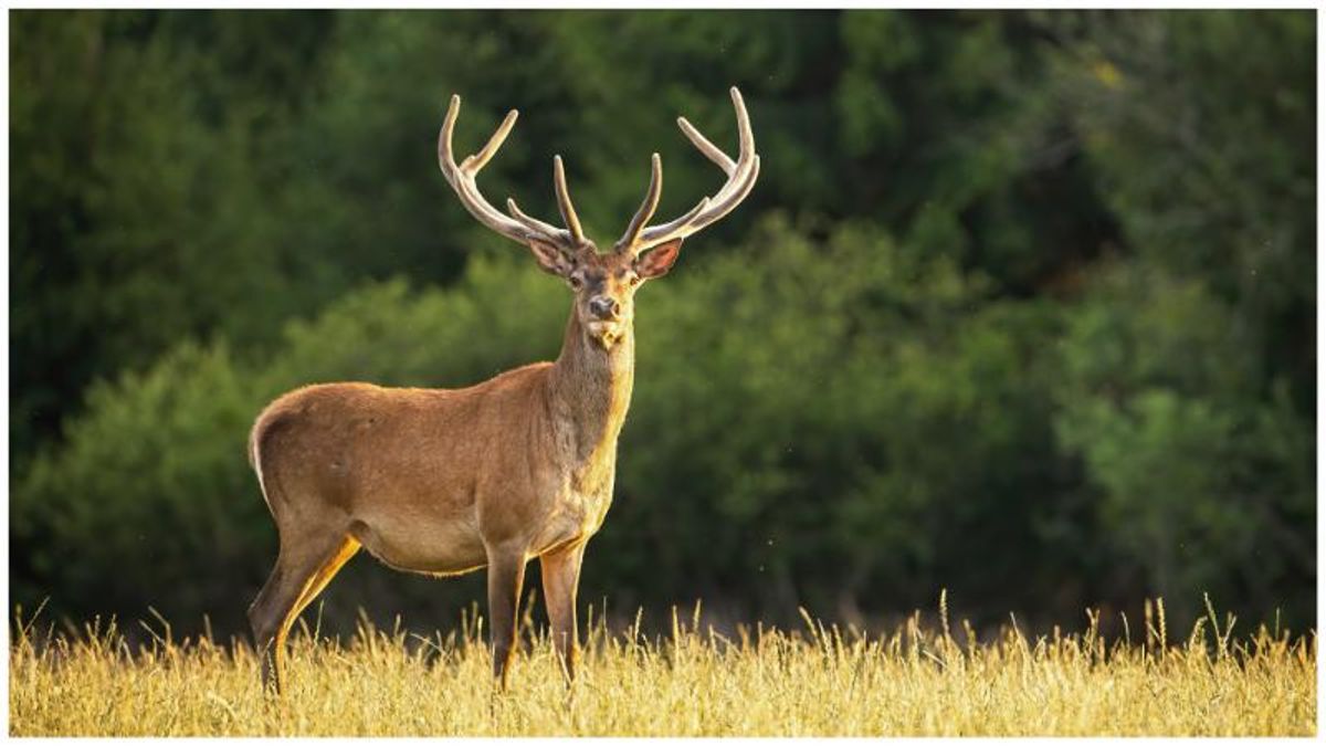 Animals keep eating precious plants – we used ‘smell misinformation’ to keep them away