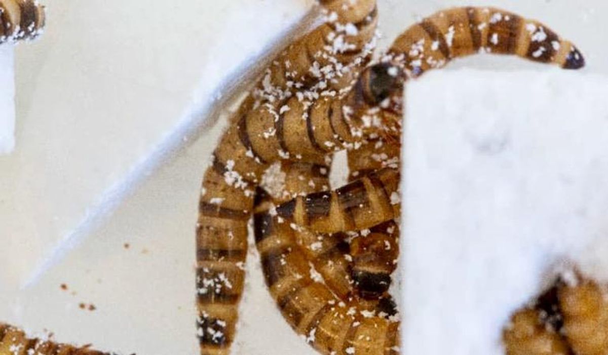 Styrofoam-munching superworms could hold key to plastic upcycling