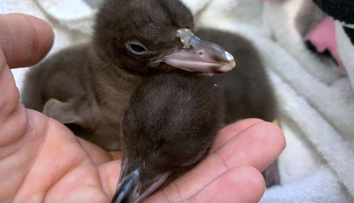 New Zealand probes mystery illness killing rare penguins