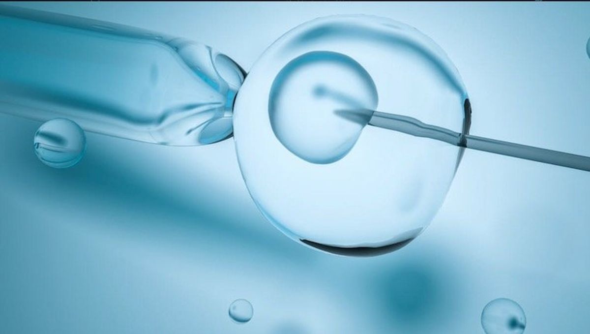 Creating and implanting synthetic monkey embryos could pave the way to stem-cell babies