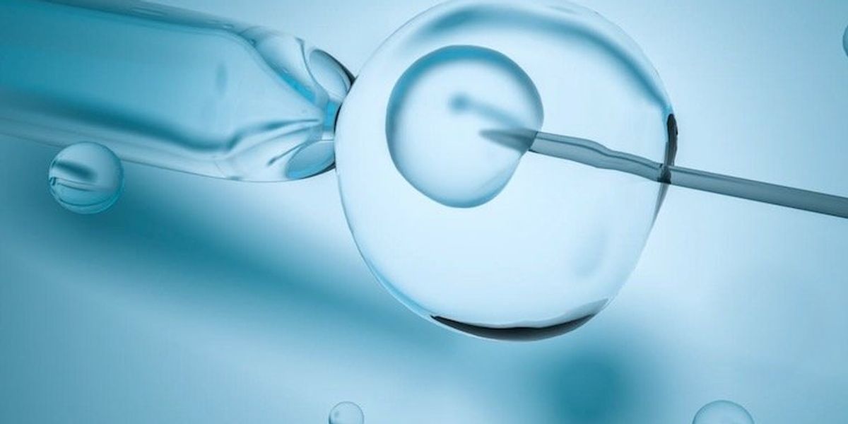 Creating and implanting synthetic monkey embryos could pave the way to ...