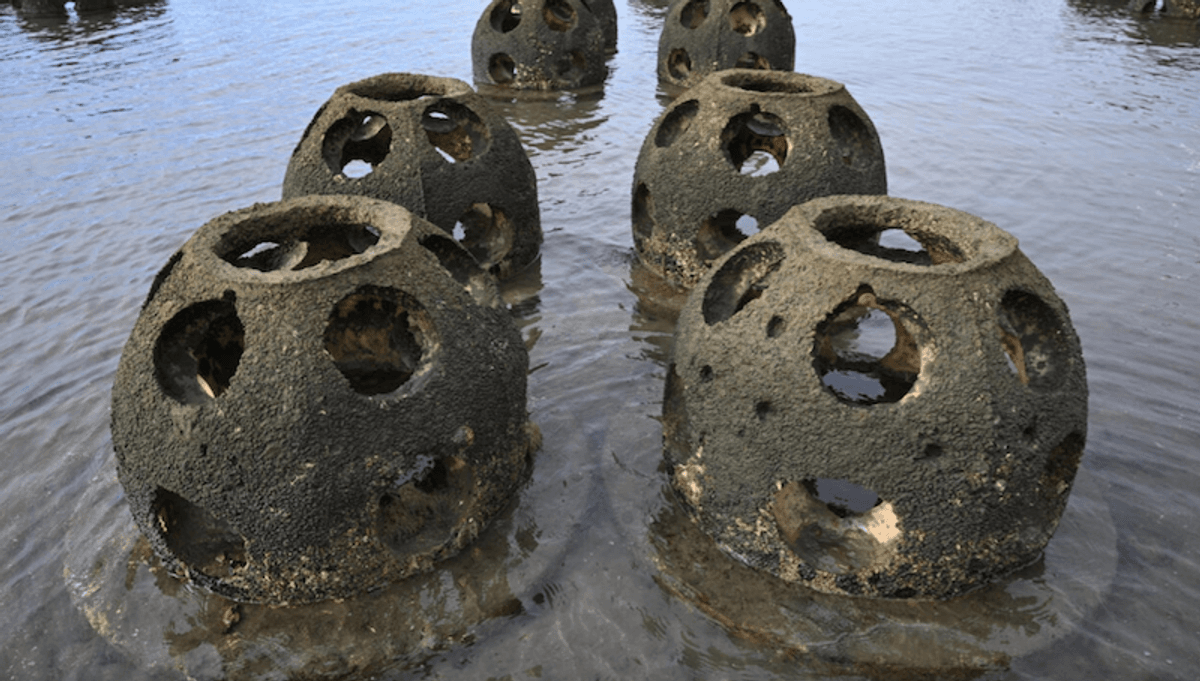 To save California coasts, scientists turn to the humble oyster