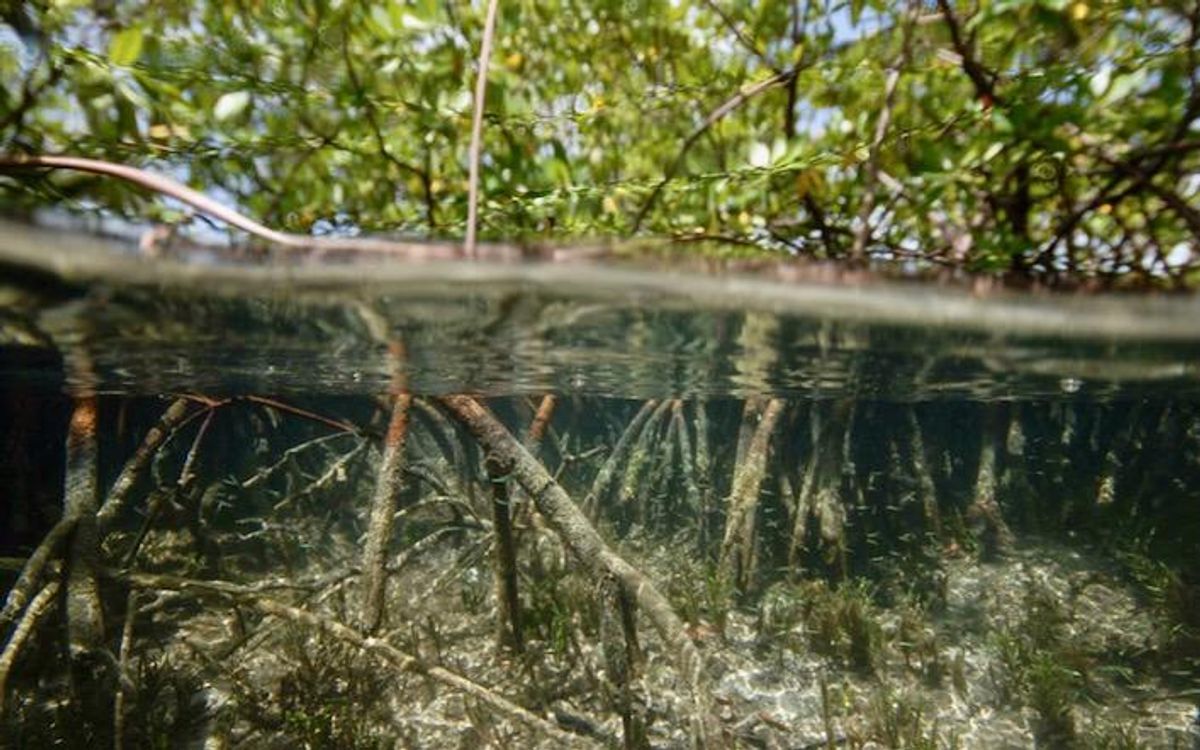 World's largest bacteria discovered in Guadeloupe