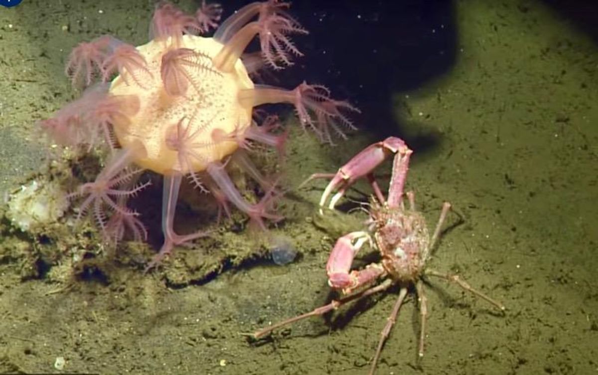 Hundreds of fish species, including many that humans eat, are consuming plastic