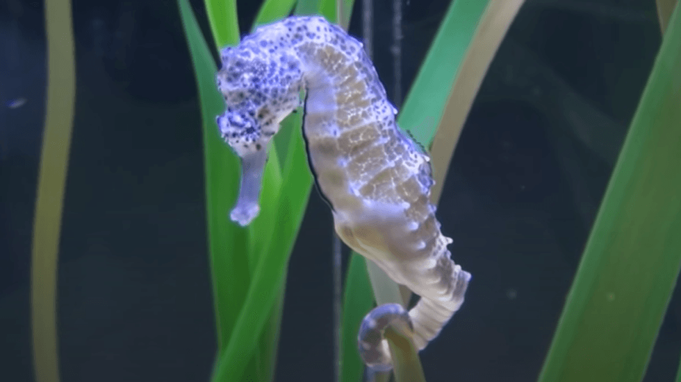 Far-right 'Moms for Liberty' group demands schools stop exposing kids to 'sexy' pictures of seahorses