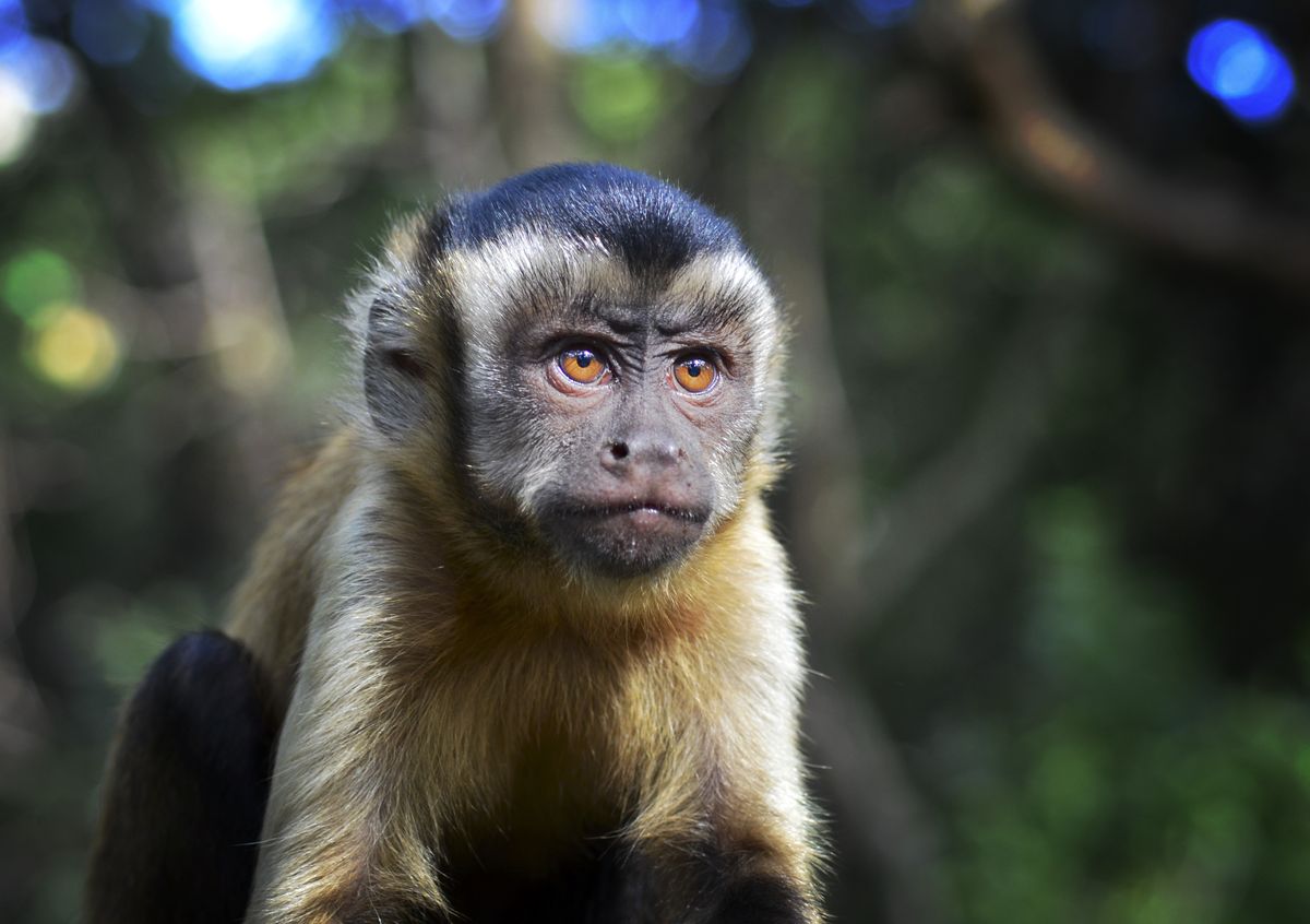 Animals just keep disappearing from the Dallas Zoo