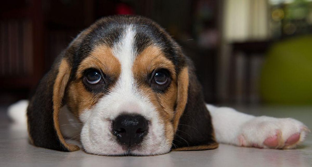 Born social: Puppies' genes guide them in human interactions