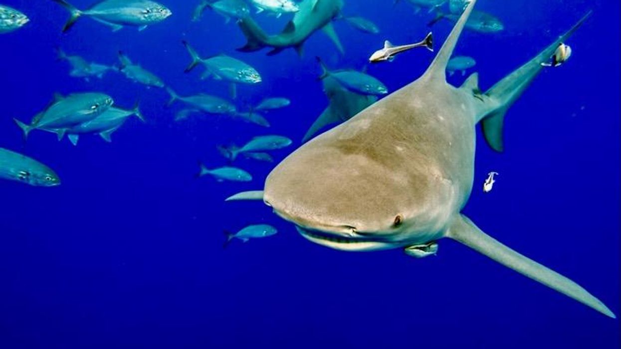 Wildlife summit to vote on 'historic' shark protections