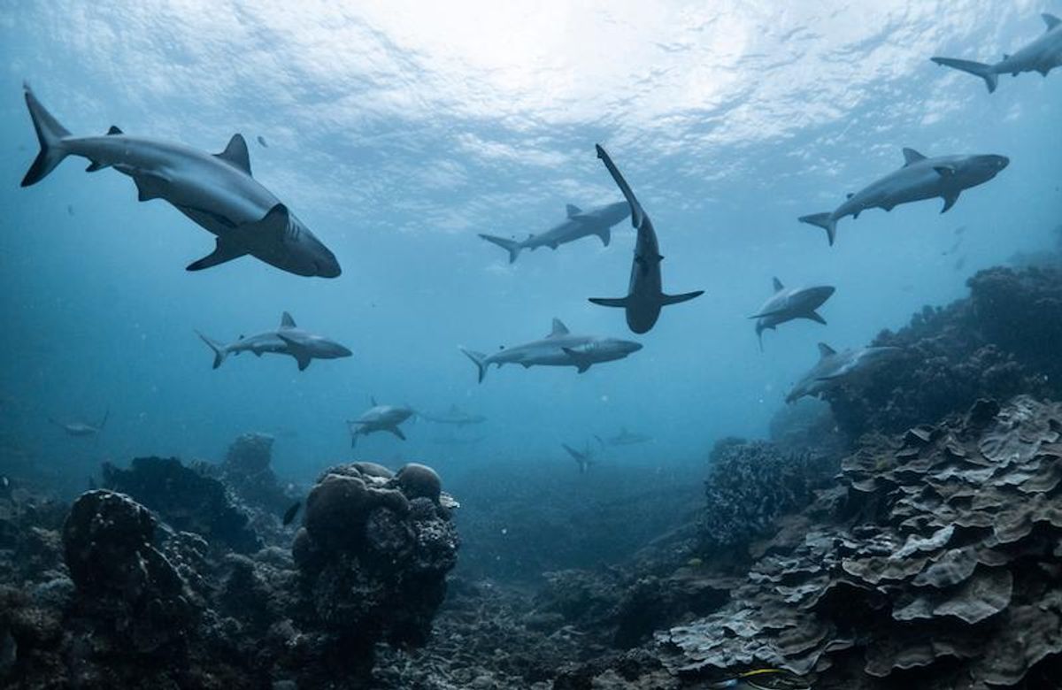 In the Colombian Pacific, fighting to save sharks