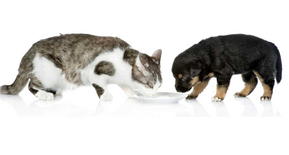 8 things you should never feed to dogs and cats