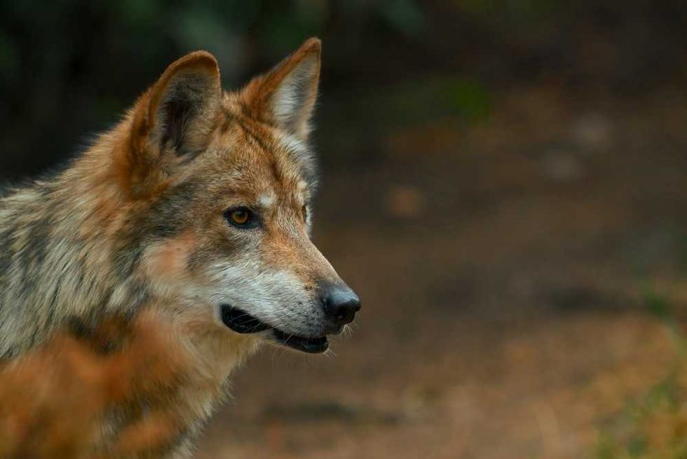 Trump accused of feeding endangered wolves to ranchers to bury a bad deal