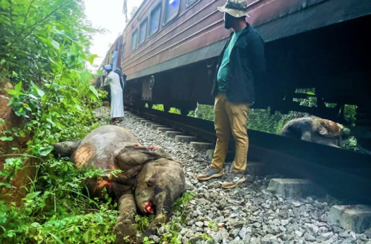 Sri Lanka train derailed after smashing into elephants